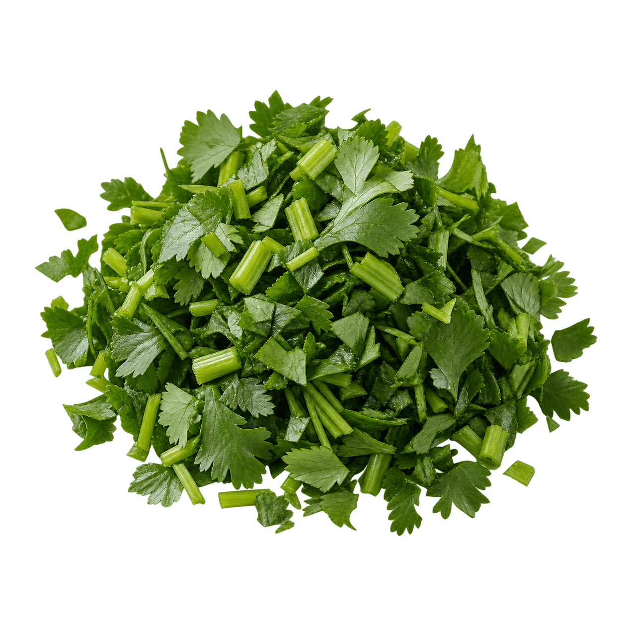 Cilantro